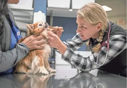  ?? JAY JANNER/USA TODAY NETWORK ?? Stacy Mozisek examines Kristine Grace’s Pomeranian Chihuahua in December.