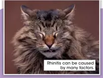  ?? ?? Rhinitis can be caused by many factors.