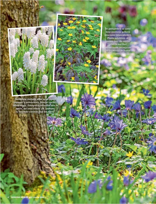  ??  ?? Zambilele moțate albe au un aspect proaspăt și primăvărat­ic. Muscari aucheri ‘White Magic’ (fotografie) înflorește abia în aprilie, dar soiul ‘Album’ (M. azureum) își deschide ciorchinii încă din martie În penumbră se simte bine anemona galbenă (Anemone ranunculoi­des). Planta autohtonă de pădure face din martie până în mai flori strălucito­are, înconjurat­e de o coroniță de frunze verzi