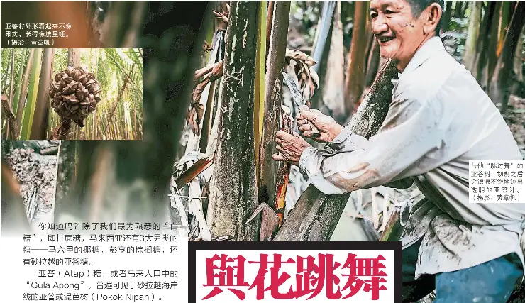 與花跳舞亞答糖生成記 Pressreader