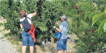  ?? CEDIDA ?? De moda Cada año crece la demanda para disfrutar del agroturism­o vinculado con esta fruta.