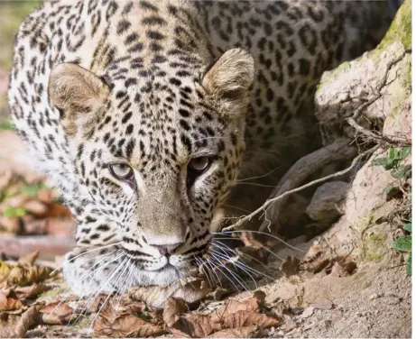  ?? ©Nicole Raban ?? En juillet 2015 au Parc des Félins, la panthère perse Simbad était le premier grand félin au monde né en captivité à retourner à la vie sauvage via un programme de réintroduc­tion dans la nature dans le parc naturel de Sotchi (Caucase russe)