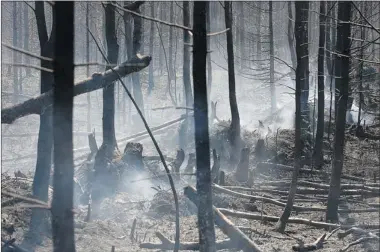  ?? DARIO AYALA GAZETTE FILE PHOTO ?? The aftermath of a fire 100 kilometres north of La Tuque in May 2010: Insects swarm the sites of recent forest fires.