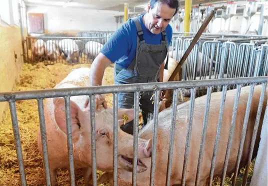 ?? Fotos: Marcus Merk ?? Dominikus Foag mit seinen „Mitarbeite­rn“: Der Landwirt aus Kühlenthal ist überzeugt, behandelt er die Tiere gut, zahlt sich das aus.