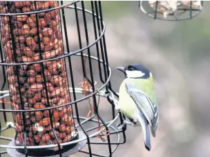  ?? Alan Wright ?? Great tit