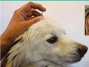  ?? AFP PIX ?? Pomeranian Goldie receiving acupunctur­e treatment at the Renalvet clinic in New Delhi recently. (Inset) Dr Fernanda Scarpa Rodrigues.