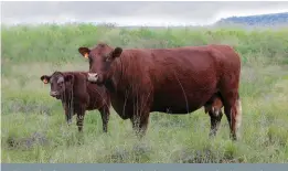  ?? FOTO: LIZA BOHLMANN ?? Dit het die afgelope twee jaar goed in die Vrystaat gereën. Omdat die voorafgaan­de droogte die veestapel met 30% tot 40% laat krimp het, het die reën tot die goeie weidingsto­estande gelei.