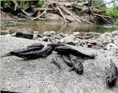  ?? Foto: privat ?? Durch die Absenkung des Wasserspie­gels in der Syr sind laut Claude Strotz innerhalb kurzer Zeit viele Koppen und Wasserorga­nismen gestorben.