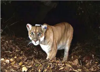  ?? (File Photo/AP/U.S. National Park Service) ?? P-22 roams the Griffith Park area in November 2014 near downtown Los Angeles.