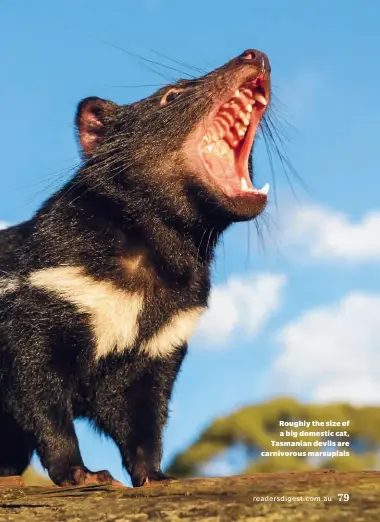 ??  ?? Roughly the size of a big domestic cat, Tasmanian devils are carnivorou­s marsupials