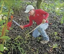  ?? Gary Coronado Los Angeles Times ?? BRYAN METZHUA, 12, clears weeds in Zomajapa, Mexico. His family does not own a TV, precluding him from starting seventh grade by distance learning.