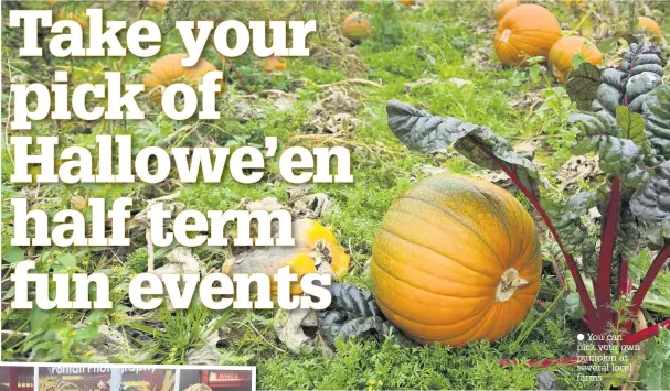  ?? You can pick your own pumpkin at several local farms ??