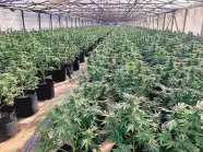  ?? SAN DIEGO COUNTY SHERIFF’S DEPARTMENT/ VIA AP ?? Authoritie­s raided this illegal marijuana grow in an unincorpor­ated area of Valley Center northeast of San Diego County in June, seizing 15,000 plants.