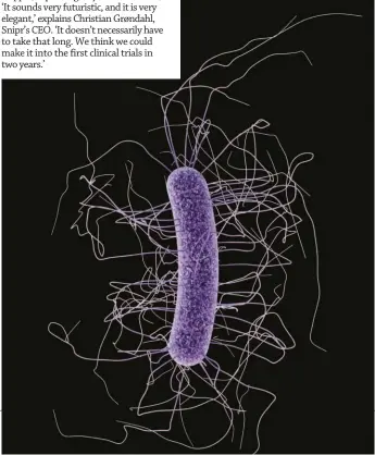  ??  ?? Right: Doctors suspect that the first illnesses to be treated with hyperspeci­fic microbiome drugs will probably be those caused by the bacterium Clostridiu­m difficile.