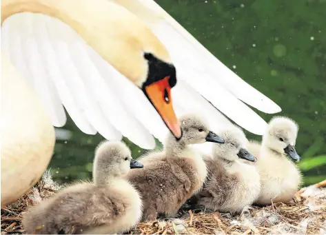  ?? PHOTO: BRIAN LAWLESS ?? CYGNETS return to their nest after a swim on a pond in south Dublin.