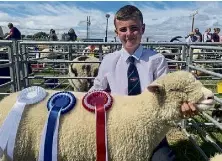 Dorset breeders club announce flock visits and social gathering ...