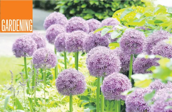  ??  ?? There are hundreds of different species of alliums and the perennial’s long-lasting blooms are wonderful as fresh or dried flowers, Brian Minter writes.