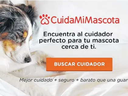  ??  ?? Los cuidadores son elegidos de manera muy detallada por los dueños de las aplicacion­es DogHero y Cuida Mi Mascota.