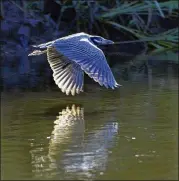  ?? STEPHEN MORTON / SPECIAL 2008 ?? A black-crowned night heron flies over the Little Back River, which flows through the Savannah River National Wildlife Refuge