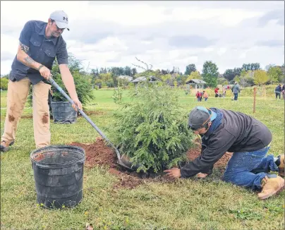  ?? DESIREE ANSTEY/ JOURNAL PIONEER ?? Chris Barlow shovels dirt around a newly planted evergreen tree in Heather Moyse Heritage Park while Matt Smith, both representa­tives of the City of Summerside, firms the ground so the tree grows healthy.