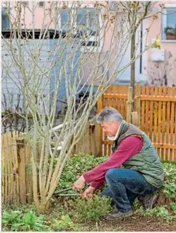  ??  ?? După capsulele de semințe se poate observa că florile au apărut în zona superioară și deasă a coroanei, iar zonele de jos sunt chele. În ciuda tăierii, arbustul de nalbă (Hibiscus syriacus) înflorește în același an, deoarece bobocii de flori se formează pe lăstarii noi. În exemplul din imagine este soiul ‘Blue Bird’, uneori întâlnit și sub denumirea ‘Oiseau Bleu’