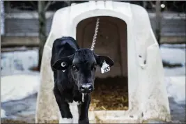  ?? JO-ANNE MCARTHUR — WE ANIMALS ?? Contrary to the “happy cow” caricature­s depicted in dairy industry advertisin­g, they endure systematiz­ed suffering on factory farms, like this calf chained to a veal crate in the winter.