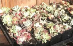  ?? — AFP photo ?? The recovered Dudleya succulent plants, allegedly stolen by internatio­nal poachers from remote cliffside locations along the northern California coast on display.