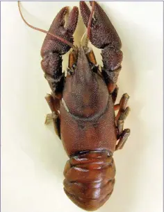  ??  ?? The undersides of its claws are whitish giving the White-clawed Crayfish its name.