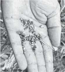  ?? Bruce Schreiner / Associated Press file ?? These hemp seeds were taken from a plant at Murray State University’s research farm in Murray, Ky.