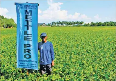  ??  ?? Clever Domingo while standing beside a flaglet of Mettle Pro at his farmland which is planted with mungbean.