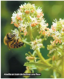  ??  ?? Abeille en train de butiner une fleur