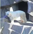  ?? MICHAEL SEARS/ MILWAUKEE JOURNAL SENTINEL ?? Check out the polar bears and other wintersavv­y animals, for free, during the Milwaukee County Zoo's Frosty Free Week. It runs through Jan. 1. x