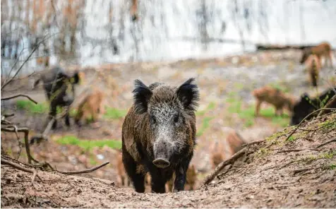  ?? Archivfoto: Gregor Fischer ?? Noch ist die Afrikanisc­he Schweinepe­st nicht bis nach Deutschlan­d vorgedrung­en. Wildschwei­ne, deren Population­szahlen explosions­artig nach oben gehen, gelten als Über träger der Tierseuche. Auch deshalb möchte die Stadt Landsberg die Schonzeit für...