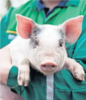  ?? ?? GROGGY HOGGY Our curly-tailed friends could be the answer to our organs shortage