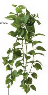  ??  ?? Pothos artificiel,
41 po de long, 49,99 $, Véronneau