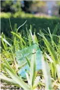  ?? PHOTOS BY TAIMY ALVAREZ/STAFF PHOTOGRAPH­ER ?? Small plastic baggies often used to hold drugs lie scattered in the grass at Osceola Park, 702 SE Second Ave. in Delray Beach.