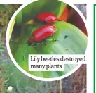  ??  ?? Lily beetles destroyed many plants