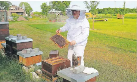  ?? FOTOS (2): ARMIN JACKELS ?? Imker André Becker aus Rath-Anhoven ist zur Stelle, wenn Bienen menschlich­en Behausunge­n zu nahe kommen und umgesiedel­t werden müssen.