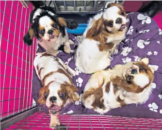  ??  ?? King Charles spaniels at The Kennel Club Discover Dogs exhibition in London’s ExCeL centre, where people can learn about more than 200 breeds of dog.