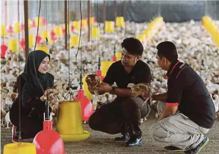  ?? [ FOTO LUQMAN HAKIM ZUBIR / BH] ?? Haris bersama dua kakitangan­nya melihat keadaan ayam di ladang ternakan ayam kampung kacuk di Mukim Tanjung Dua Belas Banting.