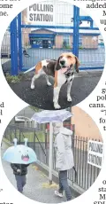  ??  ?? Animals and children brave the elements as voters go to the polls