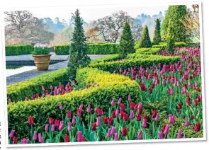  ?? ?? PINK PARADE: Tulips at Borde Hill. Top: The laburnum and allium walk at Dorothy Clive Garden