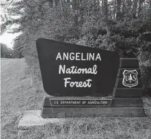  ?? Sergio Chapa / Staff ?? Angelina National Forest is among land in East Texas that is being eyed for drilling leases.