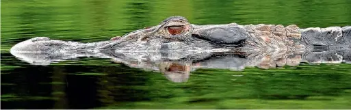  ??  ?? Black caiman live in the lake and creeks at Napo Wildlife Centre.