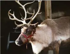  ?? Christian Abraham / Hearst Connecticu­t Media ?? A reindeer at Sam Bridge Nursery and Greenhouse­s in Greenwich for a holiday event in November 2021. State law prior to this year put limits on bringing reindeer to the state, except for during the holiday season. Lawmakers have eased the rule.