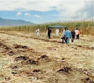  ?? /CORTESÍA ?? De las 12 fosas encontrada­s, seis fueron ubicadas en Xalisco y las otras seis en San Blas