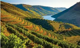 ??  ?? VINTAGE VIEW: Vineyards crowd the sweeping banks of the Douro Valley