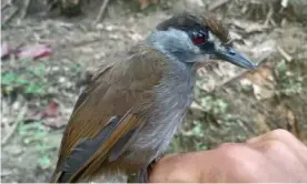  ?? Photograph: M. Suranto ?? The black-browed babbler found in Indonesia’s South Kalimantan province last October.