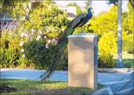  ??  ?? OTHER RESIDENTS call them a nuisance that blocks traffic, destroys gardens, screeches incessantl­y and poops on roofs and cars. “Out of control,” one says.