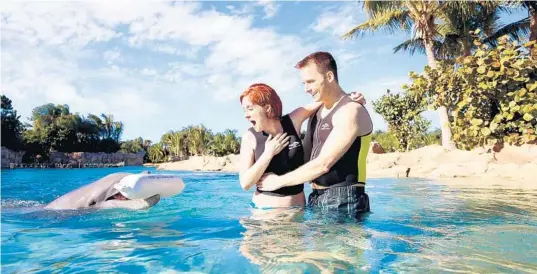  ?? DISCOVERY COVE ?? At Discovery Cove, propose or reveal a baby’s gender with the help of a dolphin.